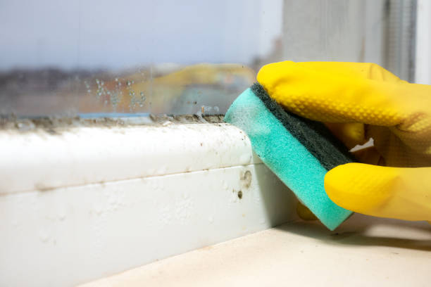 Best Home Mold Removal  in Malverne, NY