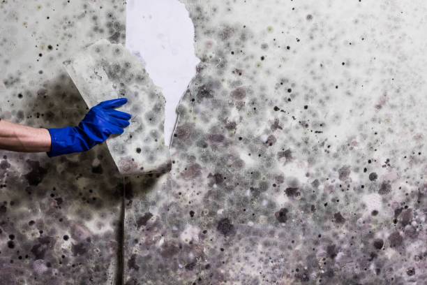 Best Mold Damage Repair  in Malverne, NY